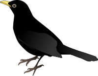 Blackbird