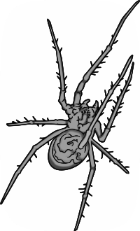 Grey Spider