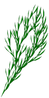 bush-L-system
