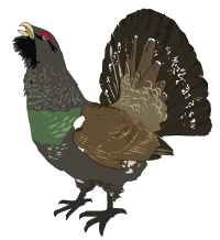 Grand tetra (Coq de bruyere) - Grouse
