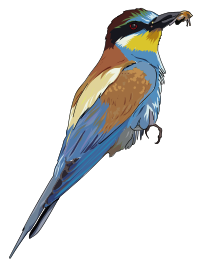 European Bee-eater