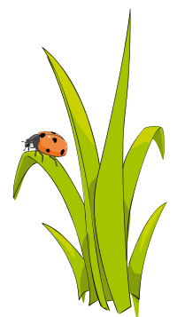 Coccinelle sur brin d-herbe - Ladybird on blade of grass.
