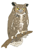 Hibou Grand-duc - Eagle Owl