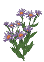 Aster des Pyrenees