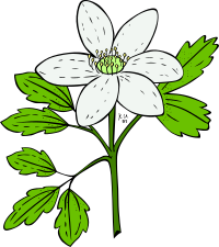 KU Anemone Piperi