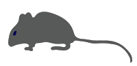 mouse2