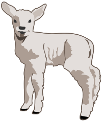 young lamb