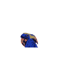 Blue Macaw