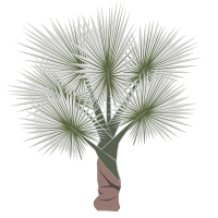 palm-01