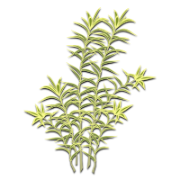 plant-01