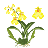 Oncidium