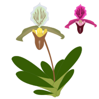 Paphiopedilum