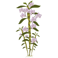 dendrobium