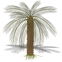 palm-02