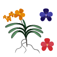 vanda