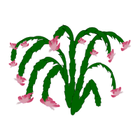 plant-03