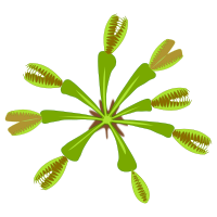 plant-04