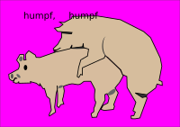 pigs do it