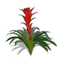 bromelia-01a