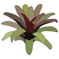 bromelia-07
