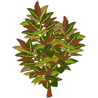tree-11