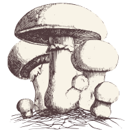 Common Meadow Mushroom