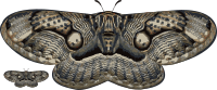moth