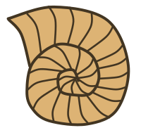 Snail Shell