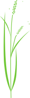 Rice plant