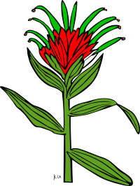 KU Castilleja Miniata
