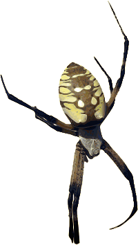 Photorealistic Color Yellow Banana Spider