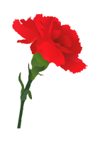 Carnation