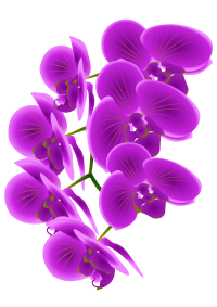Orchid Branch