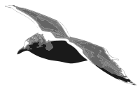 European herring gull