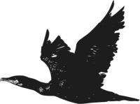 Cormorant