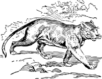 puma