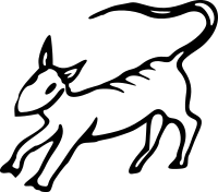 Rat