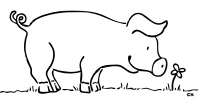 pig