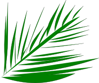 Palmleaf