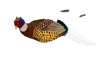 Unfinished pheasant