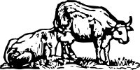 oxen