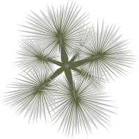 palm-01a