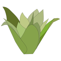 bromelia-08