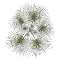 palm-01b