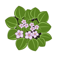 african violets