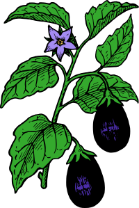 Eggplant - Colour
