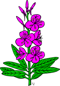 KU epilobium angustifolium