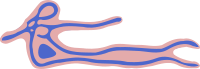 Ebola Virus