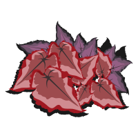 begonia