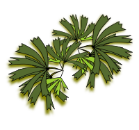 Palmeira raphis